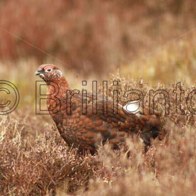 red grouse - Brillianto Images