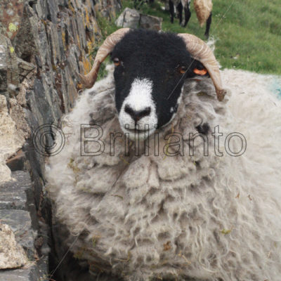 sheep - Brillianto Images