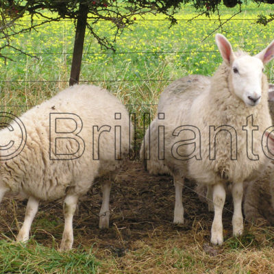 sheep - Brillianto Images