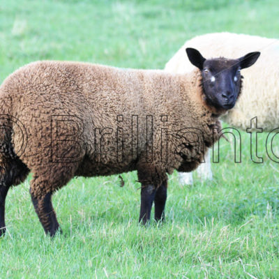 sheep - Brillianto Images