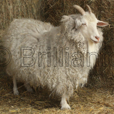sheep - Brillianto Images