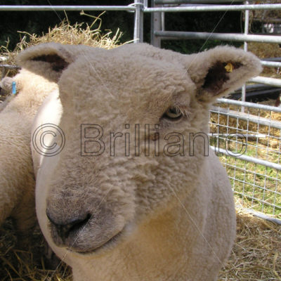 south down sheep - Brillianto Images