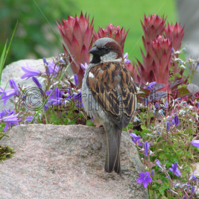 sparrow - Brillianto Images
