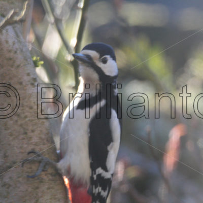 woodpecker - Brillianto Images